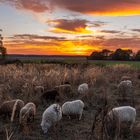 Schafe an Sonnenuntergang