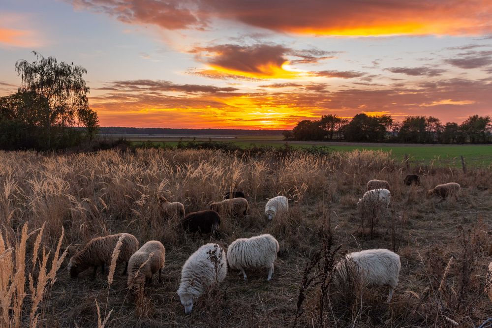 Schafe an Sonnenuntergang