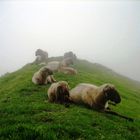 Schafe auf 2000m Seehöhe