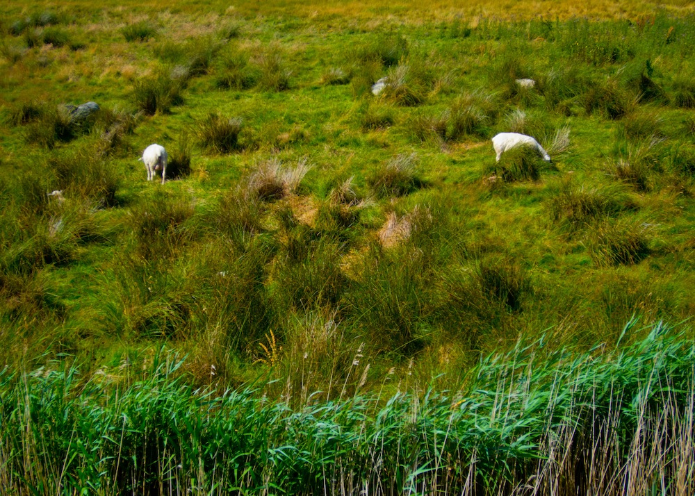 Schafe auf Amrum