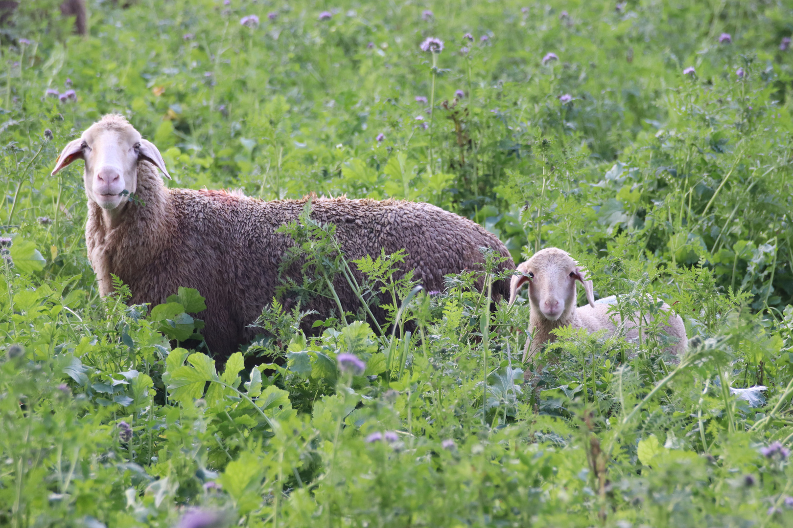 Schafe auf Blühwiese
