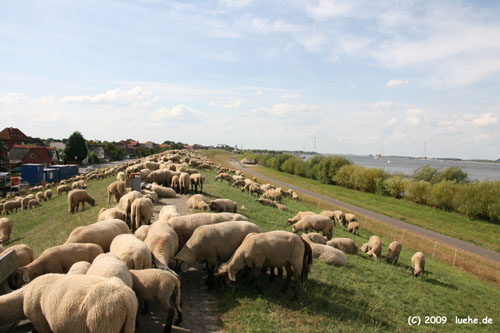 Schafe auf Deich 2