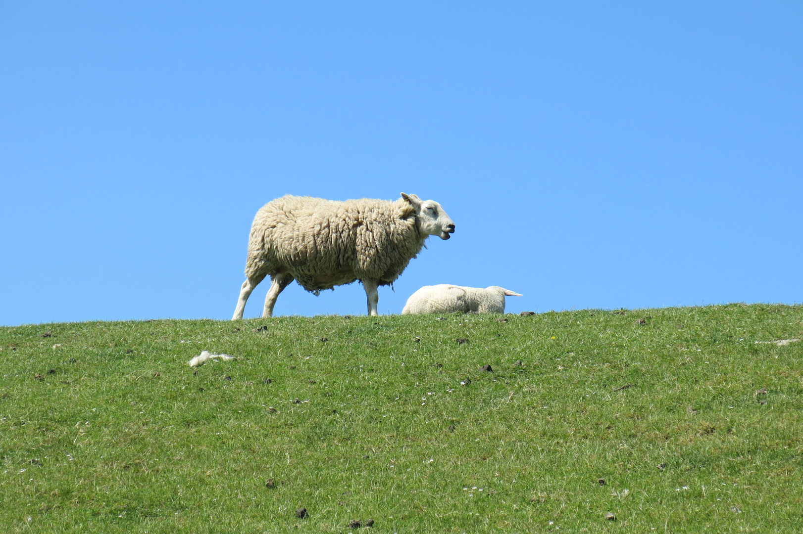 Schafe auf dem Deich