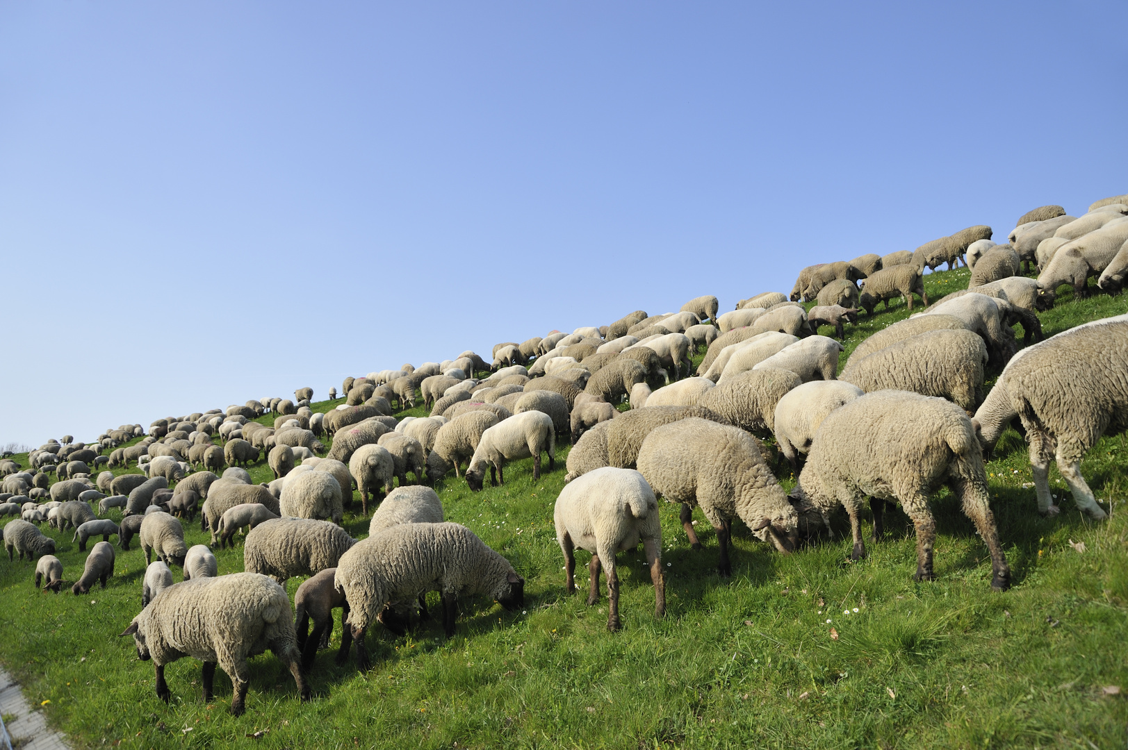  Schafe  auf dem Deich Foto Bild  tiere haustiere 