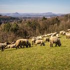 Schafe auf dem Durchenberg