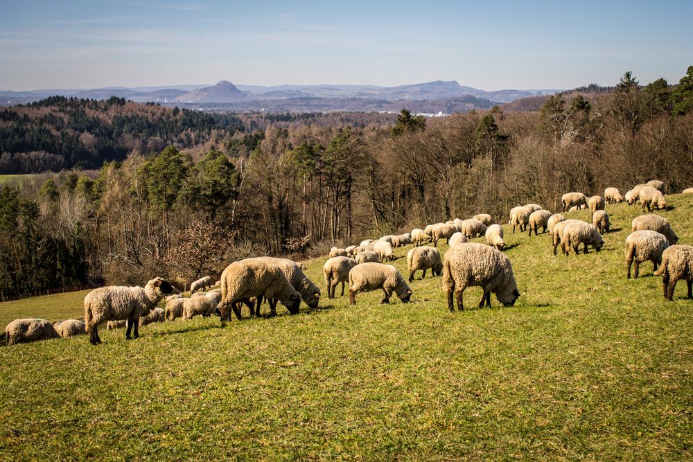 Schafe auf dem Durchenberg