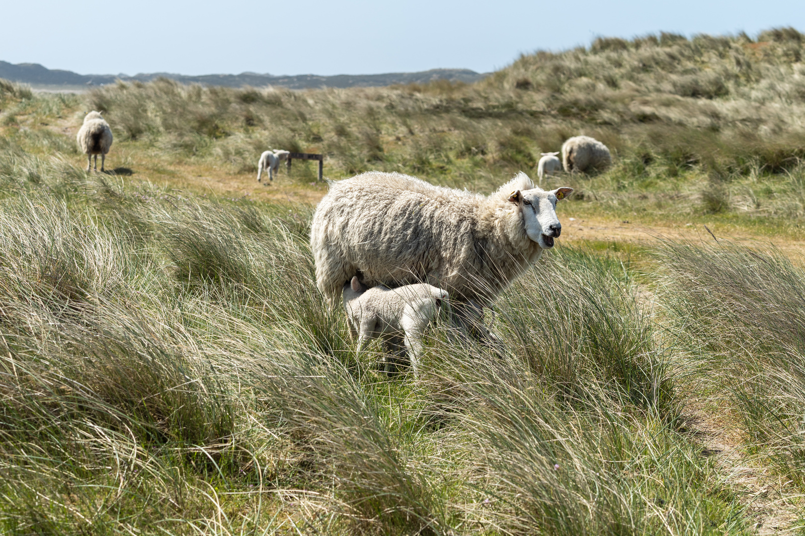 Schafe auf dem Ellenbogen/Sylt