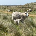 Schafe auf dem Ellenbogen/Sylt