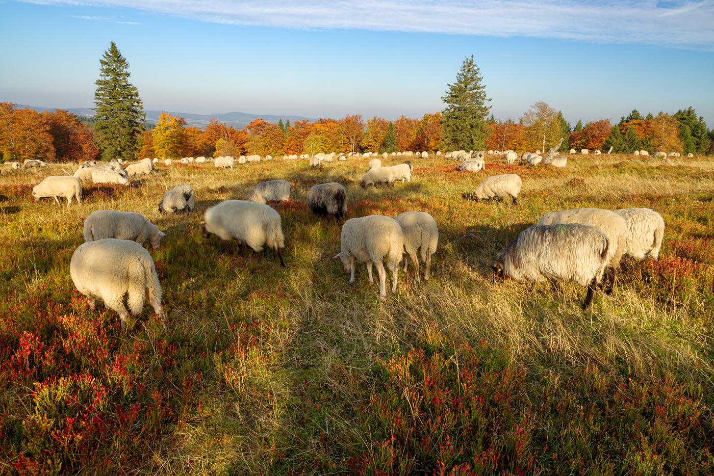 Schafe auf dem Kahlen Asten