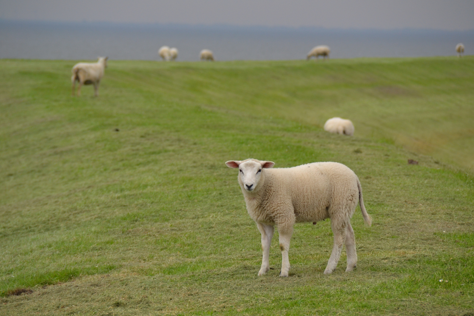 Schafe auf dem Nordseedeich :-)