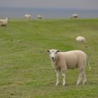 Schafe auf dem Nordseedeich :-)