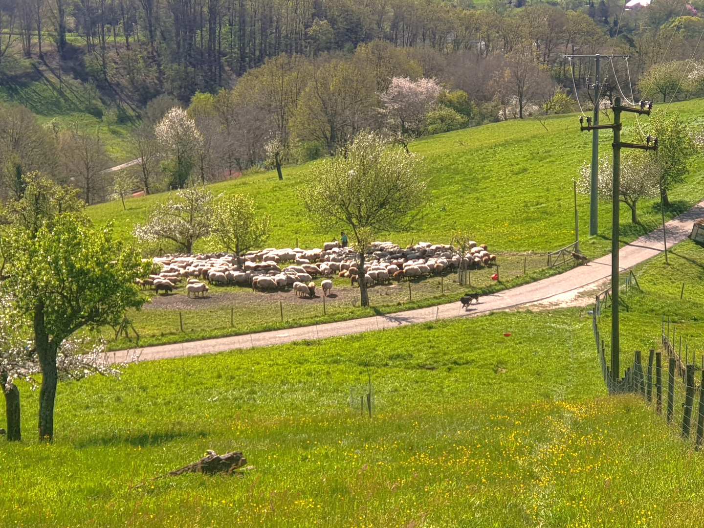 Schafe auf dem Schafberg bei Baden-Baden