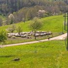 Schafe auf dem Schafberg bei Baden-Baden