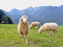 Schafe auf dem Steichen bei Schleching 20170928