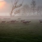 Schafe auf dem Weg zur Schlafstätte