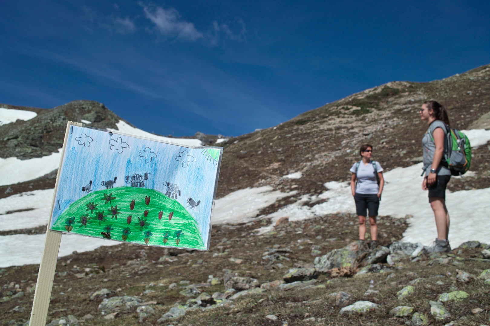 Schafe auf den Berg