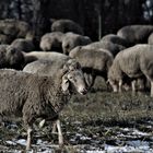 Schafe auf den Fildern im milden Sonnenlicht