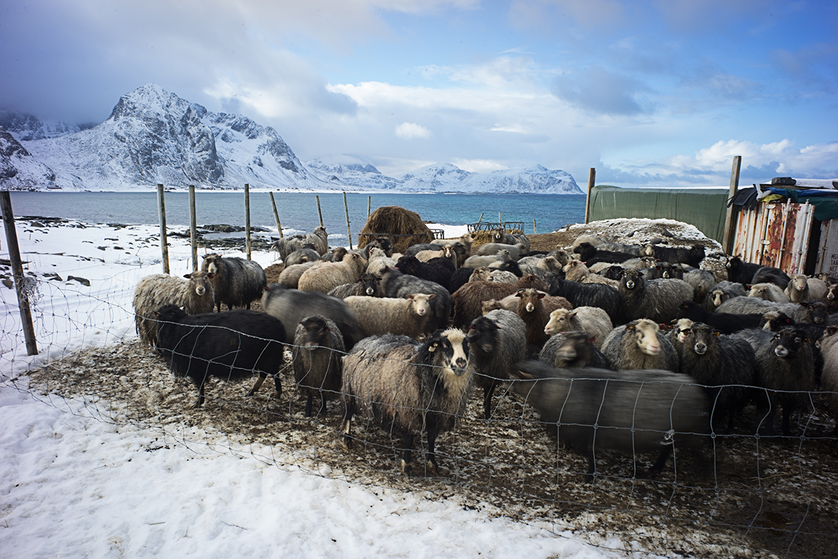 Schafe auf den Lofoten