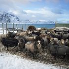 Schafe auf den Lofoten