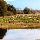 Schafe auf den Oderwiesen in Neuzelle an der deutsch polnischen Grenze