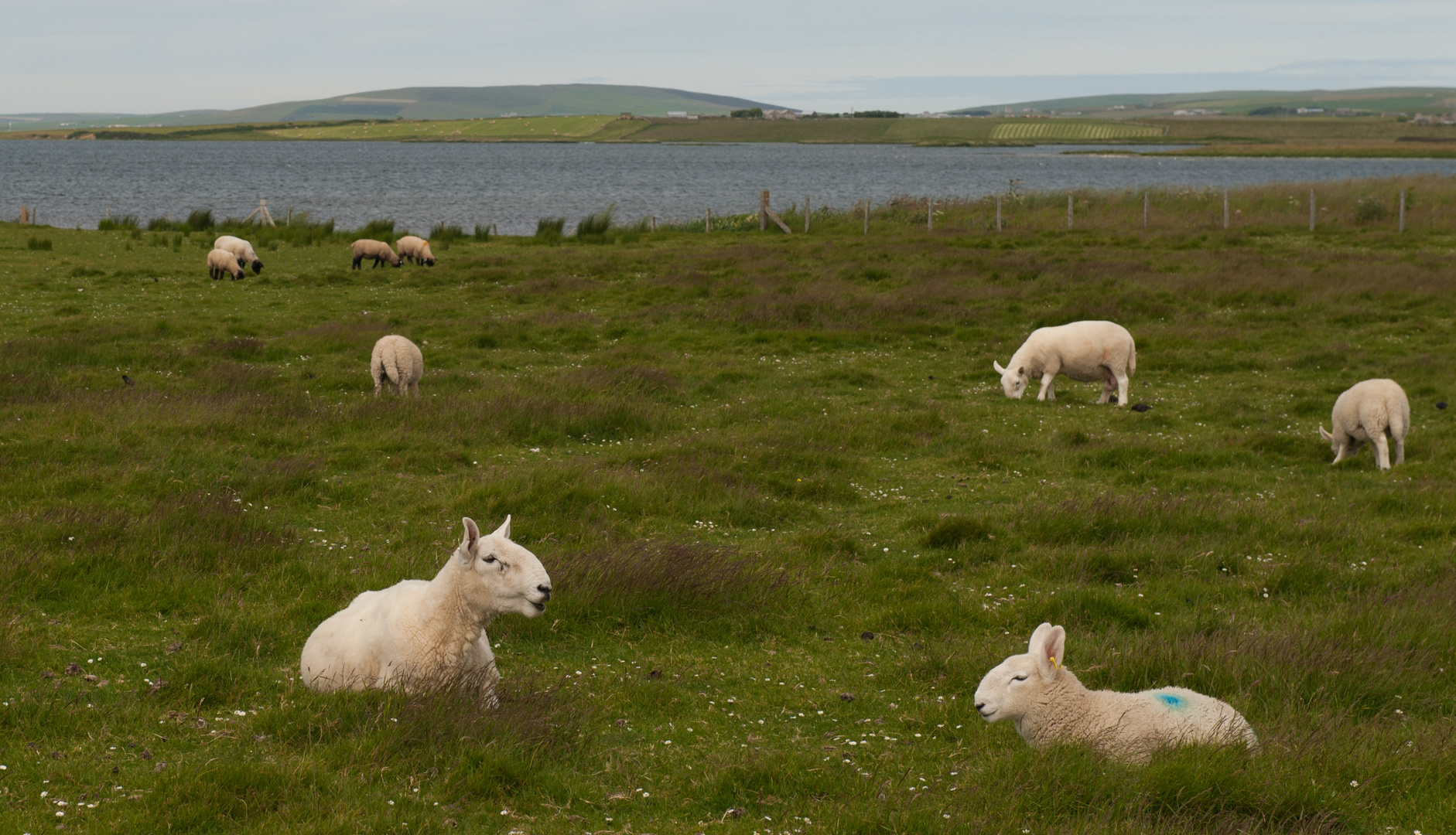 Schafe auf den Orkney Inseln