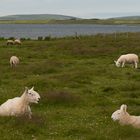 Schafe auf den Orkney Inseln