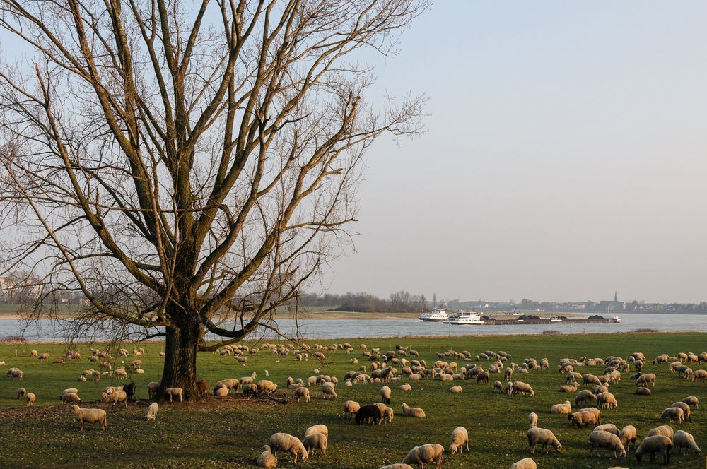 Schafe auf den Rheinwiesen