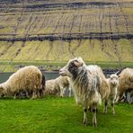 Schafe auf den Schafinseln