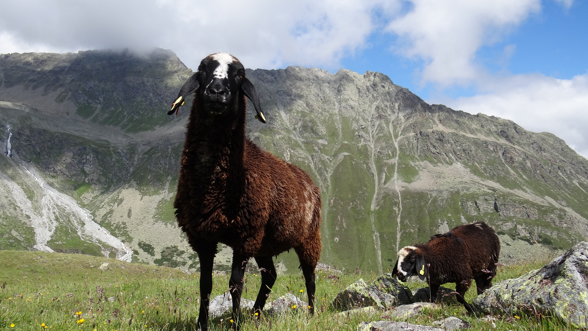 Schafe auf der Alm