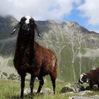 Schafe auf der Alm