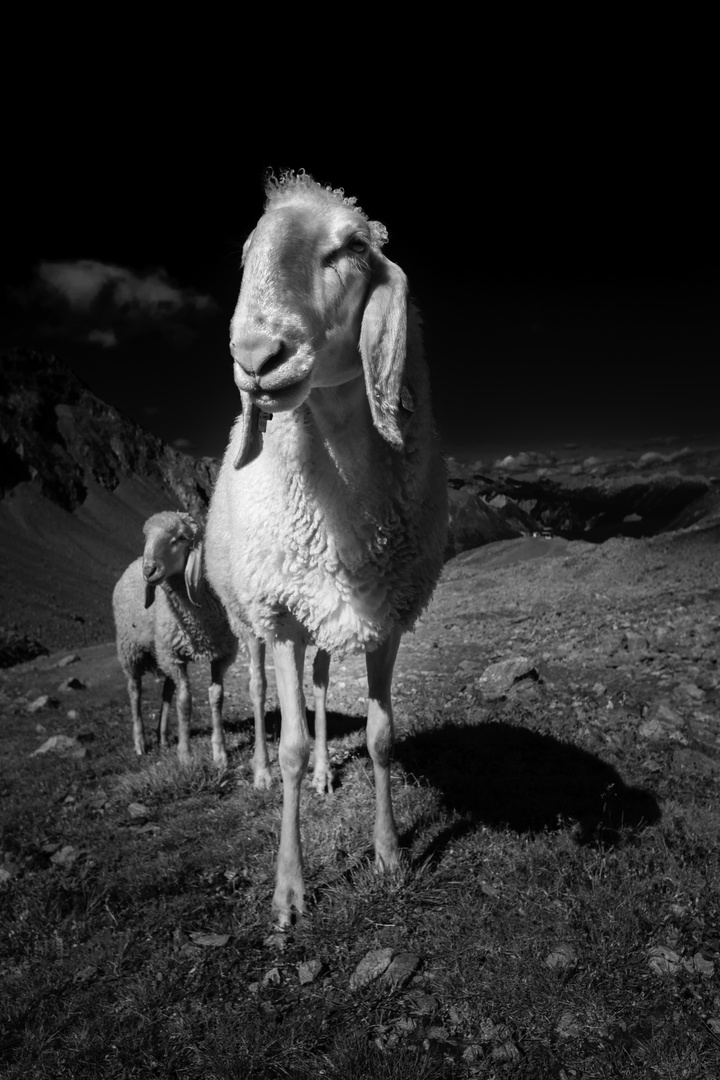 Schafe auf der Alp