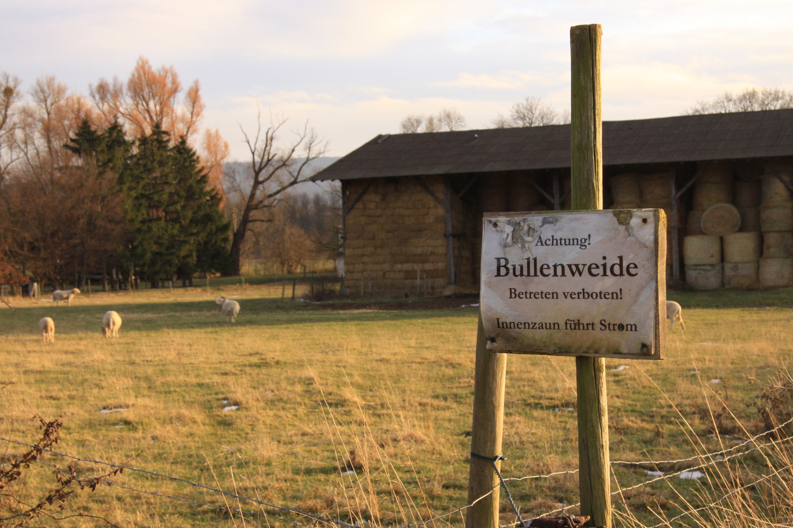 Schafe auf der Bullenweide