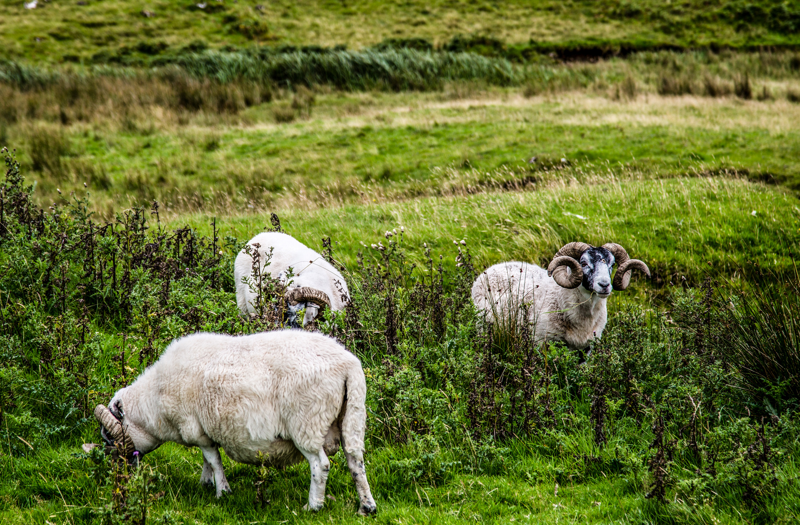 Schafe auf der Fahrt durch die Highlands !!!