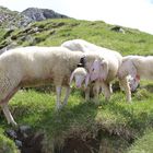 Schafe auf der Hochalm