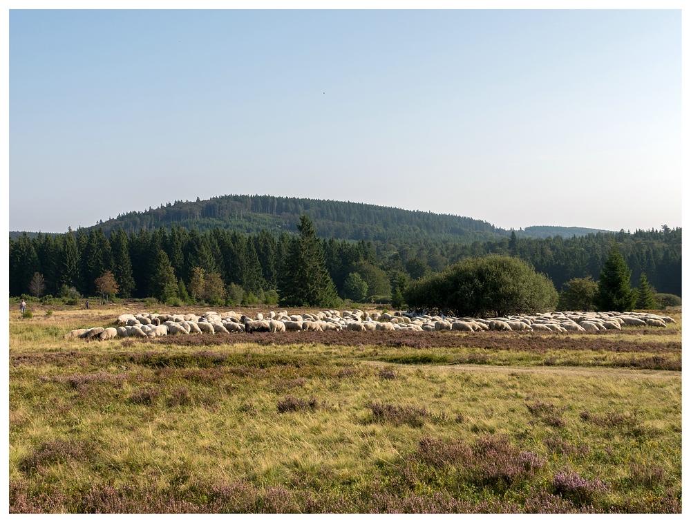 Schafe auf der Hochheide