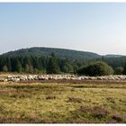 Schafe auf der Hochheide