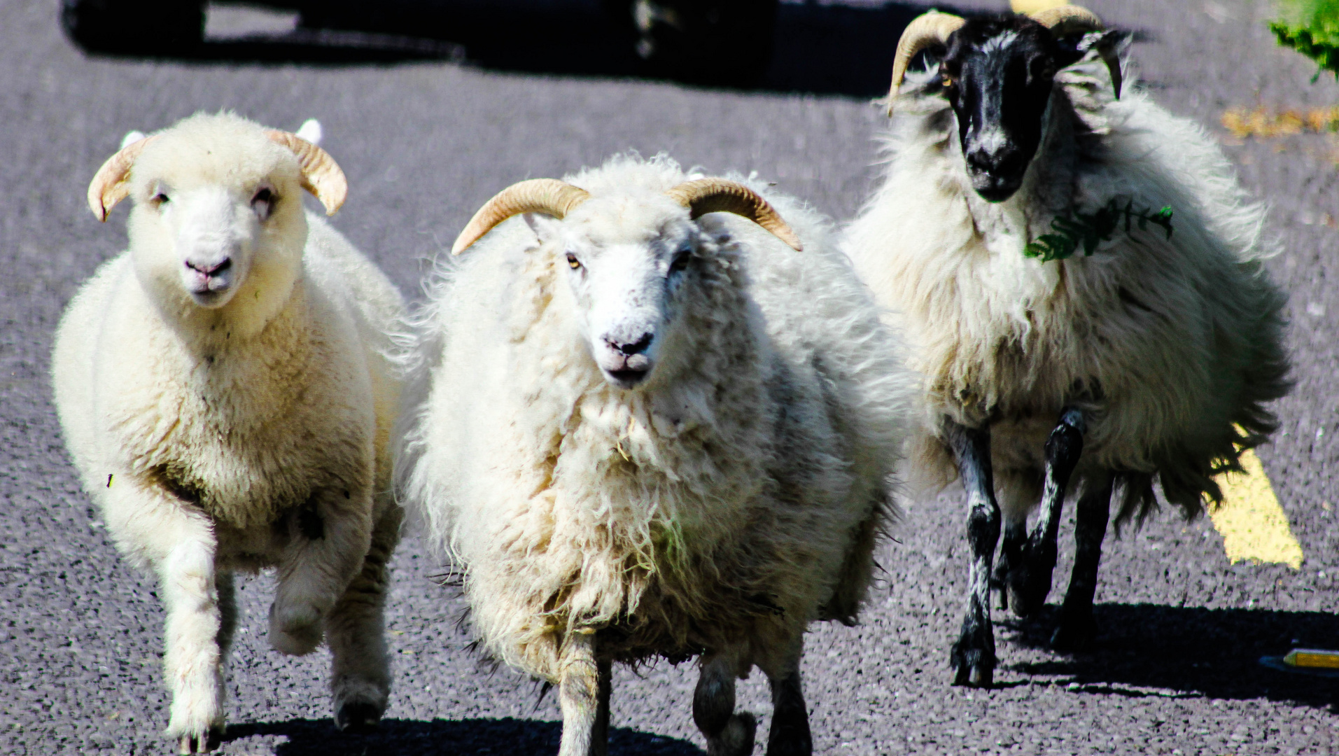 Schafe auf der Landstrasse