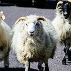 Schafe auf der Landstrasse