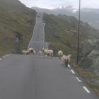 Schafe auf der Straße irgendwo in Norwegen ...