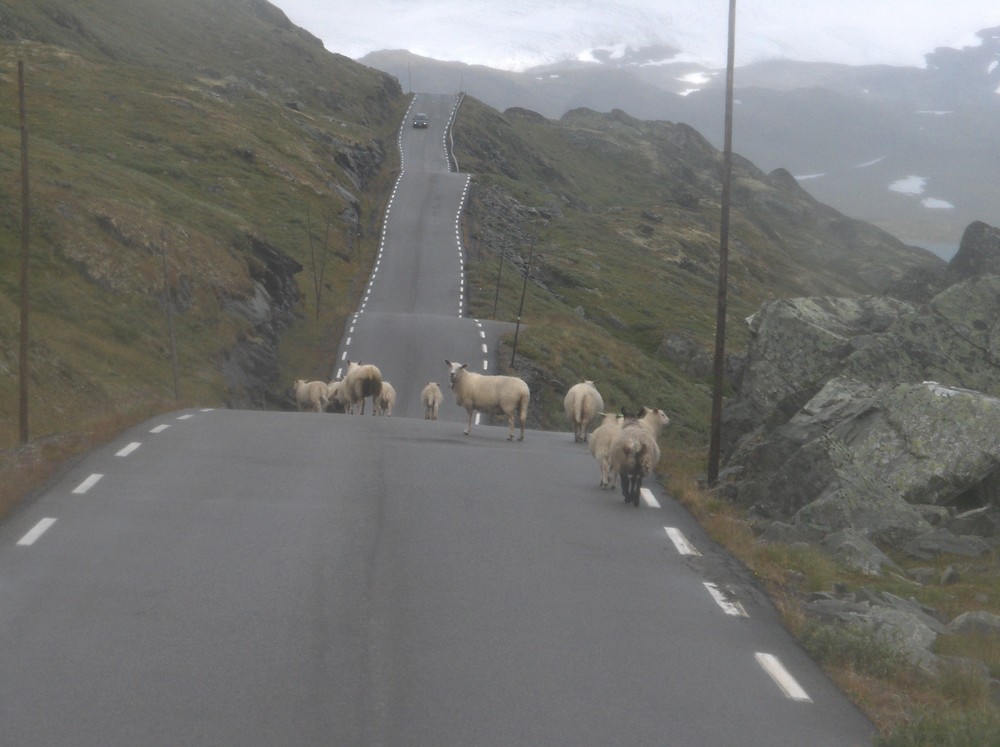 Schafe auf der Straße irgendwo in Norwegen ...