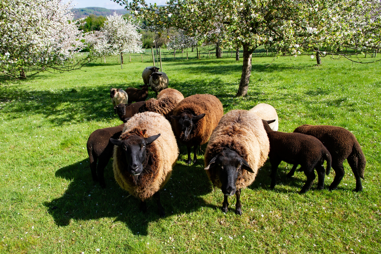 Schafe auf der Streuobstwiese