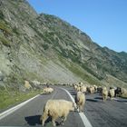 Schafe auf der Transfagarasan