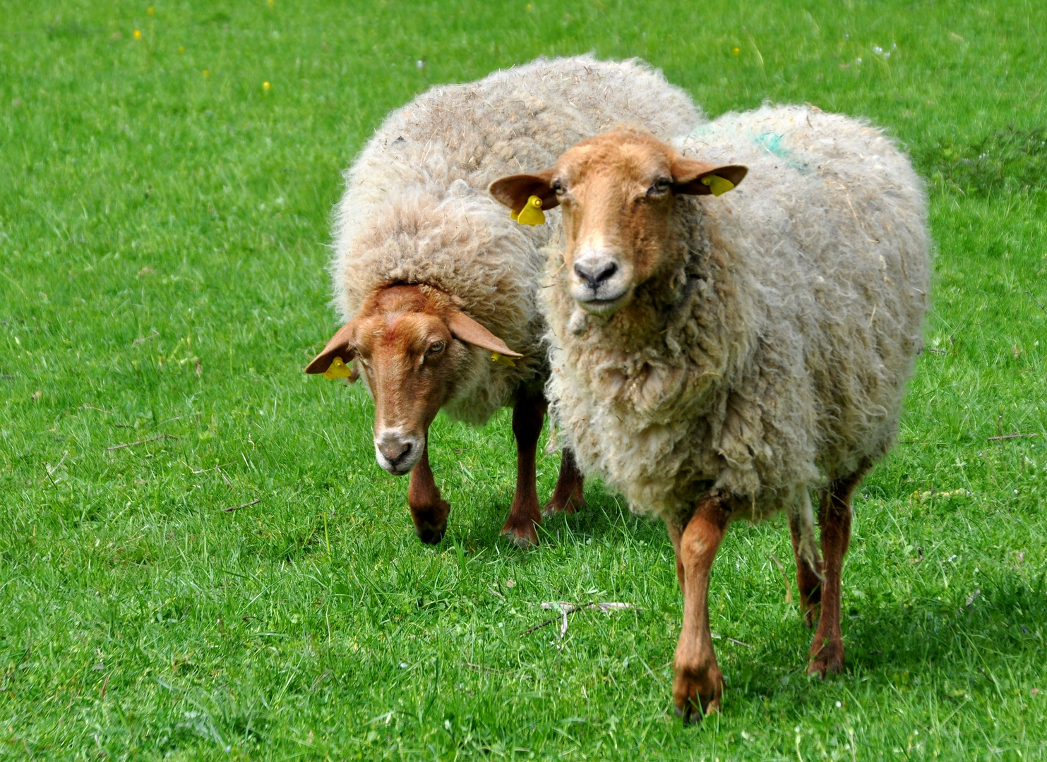 Schafe auf der Weide...