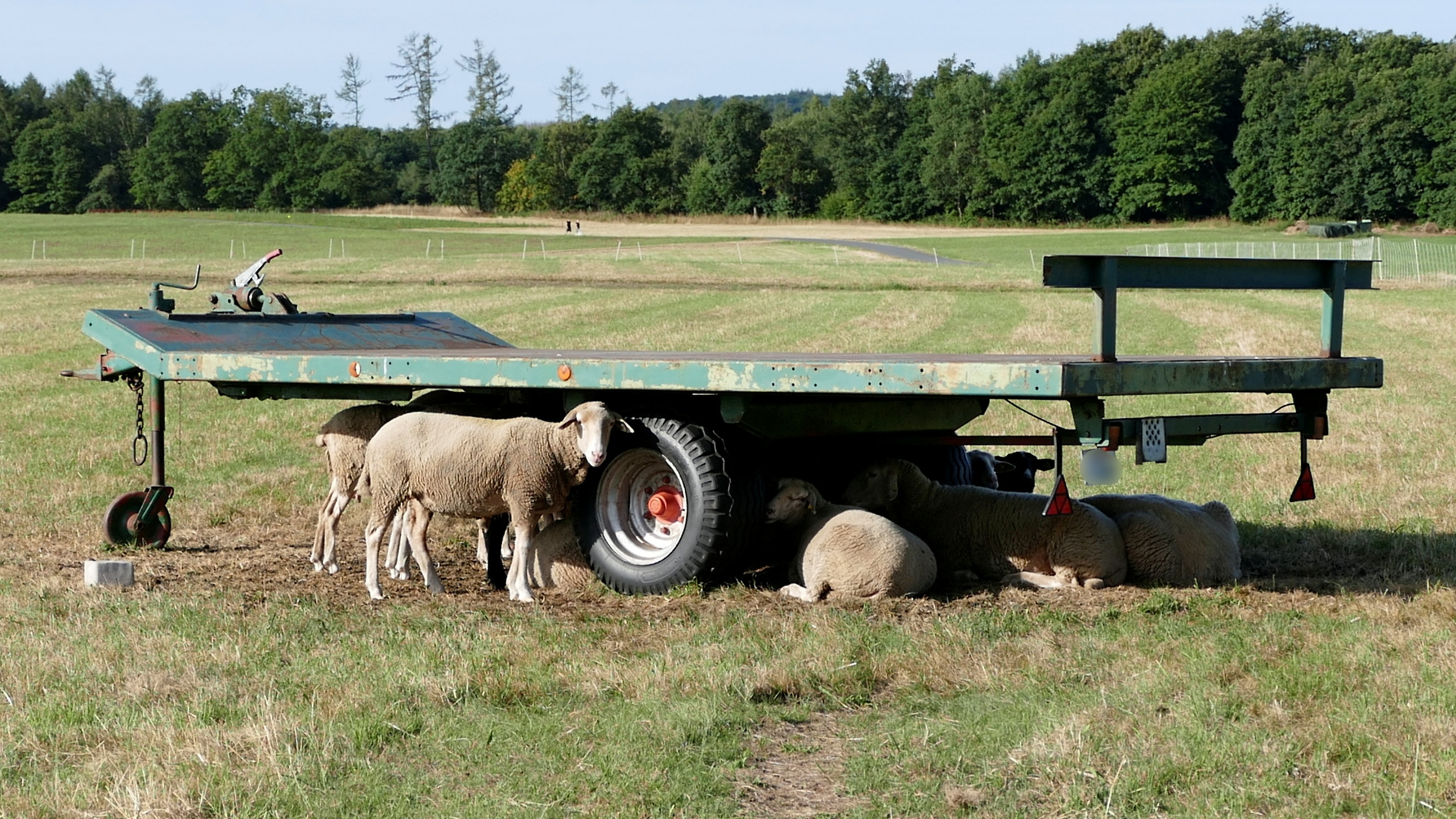 Schafe auf der Weide