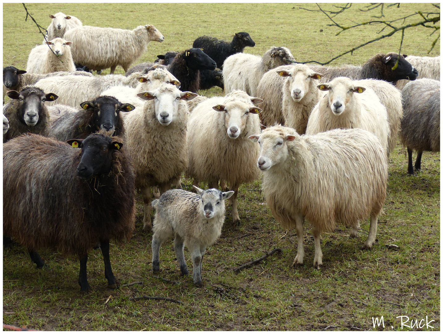 Schafe auf der Weide ,