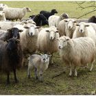 Schafe auf der Weide ,