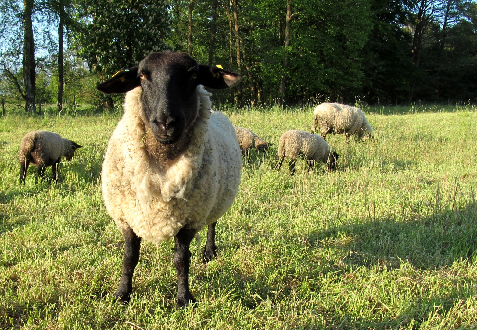 Schafe auf der Weide 