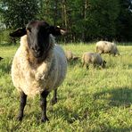 Schafe auf der Weide 