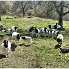 Schafe auf der Weide ,