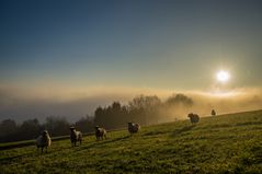 Schafe auf der Weide